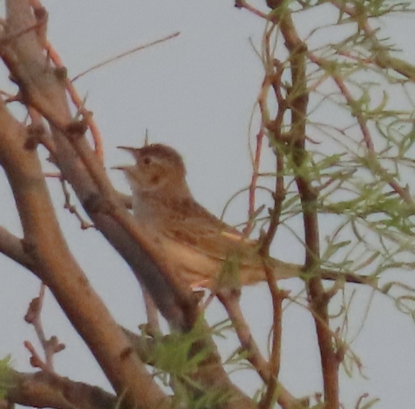 Cassin's Sparrow - ML568030141