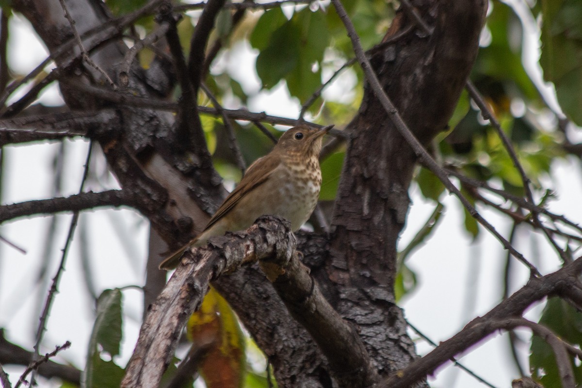 Swainson's Thrush (Russet-backed) - ML568030821