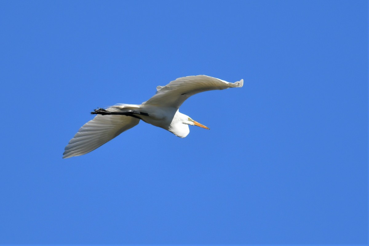 Great Egret - ML568030931