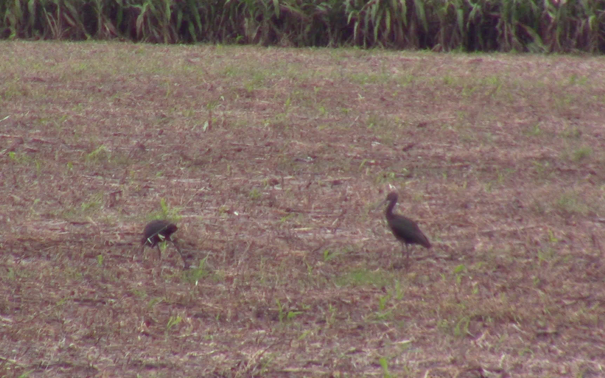 Ibis à face blanche - ML568031041