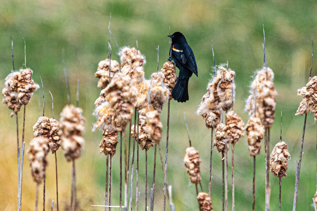 Red-winged Blackbird - Walt Barrows