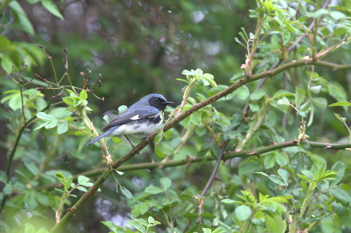 Black-throated Blue Warbler - ML568031521