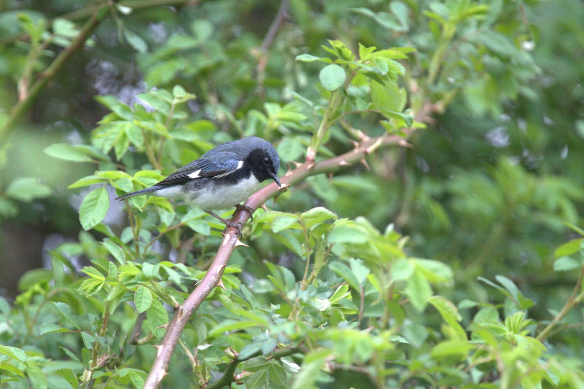 Black-throated Blue Warbler - ML568031531