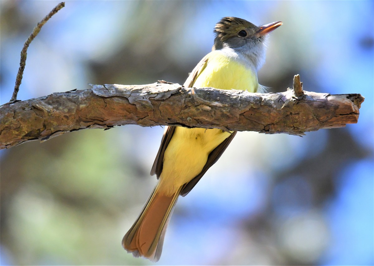 Great Crested Flycatcher - ML568031981