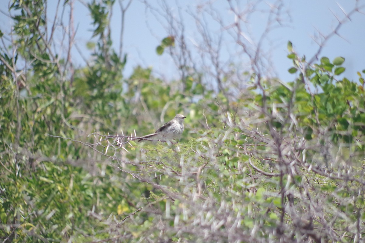 Northern Mockingbird - ML568032131