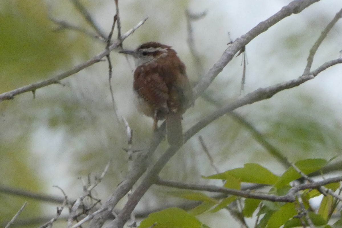 Carolina Wren - ML568033841