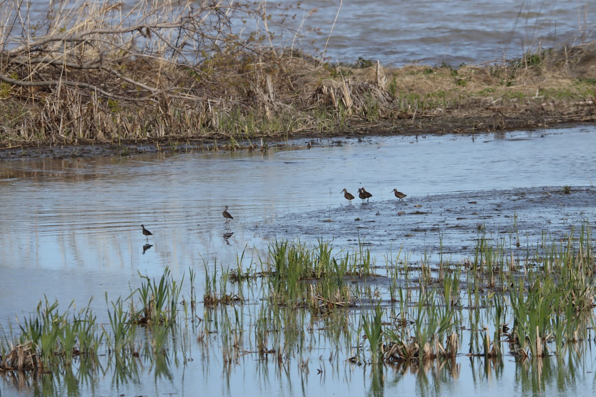 kortnebbekkasinsnipe - ML568034591