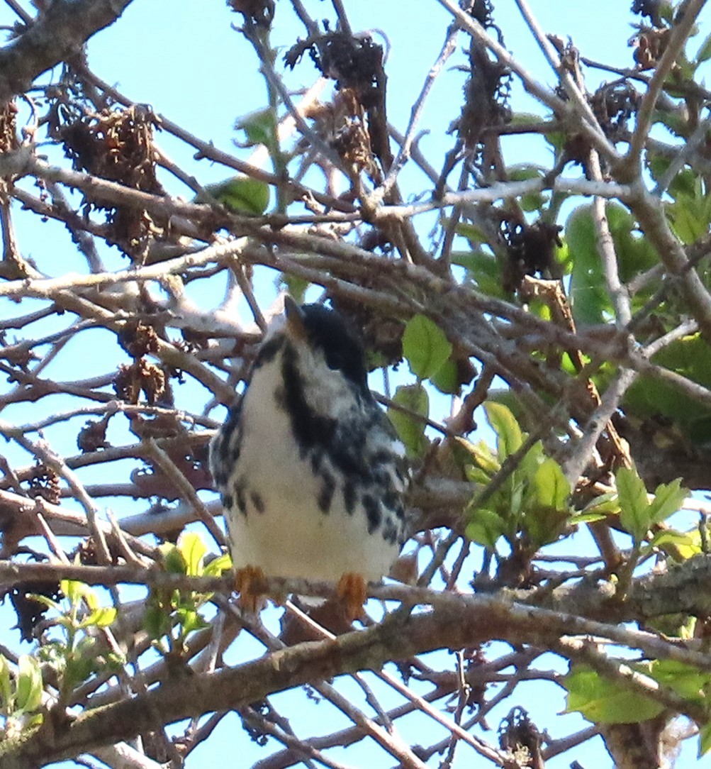 Blackpoll Warbler - ML568035071