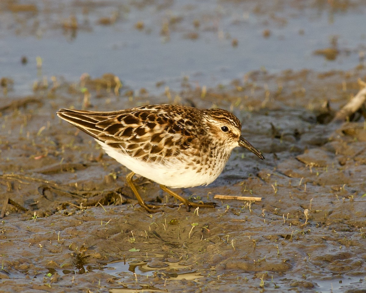 Least Sandpiper - ML568035401