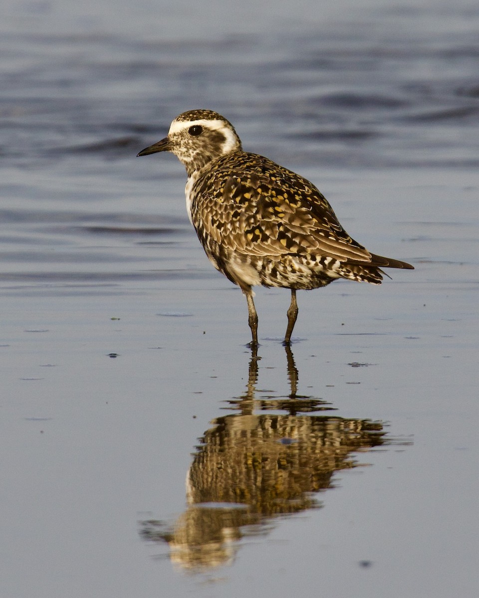 American Golden-Plover - Jack & Holly Bartholmai