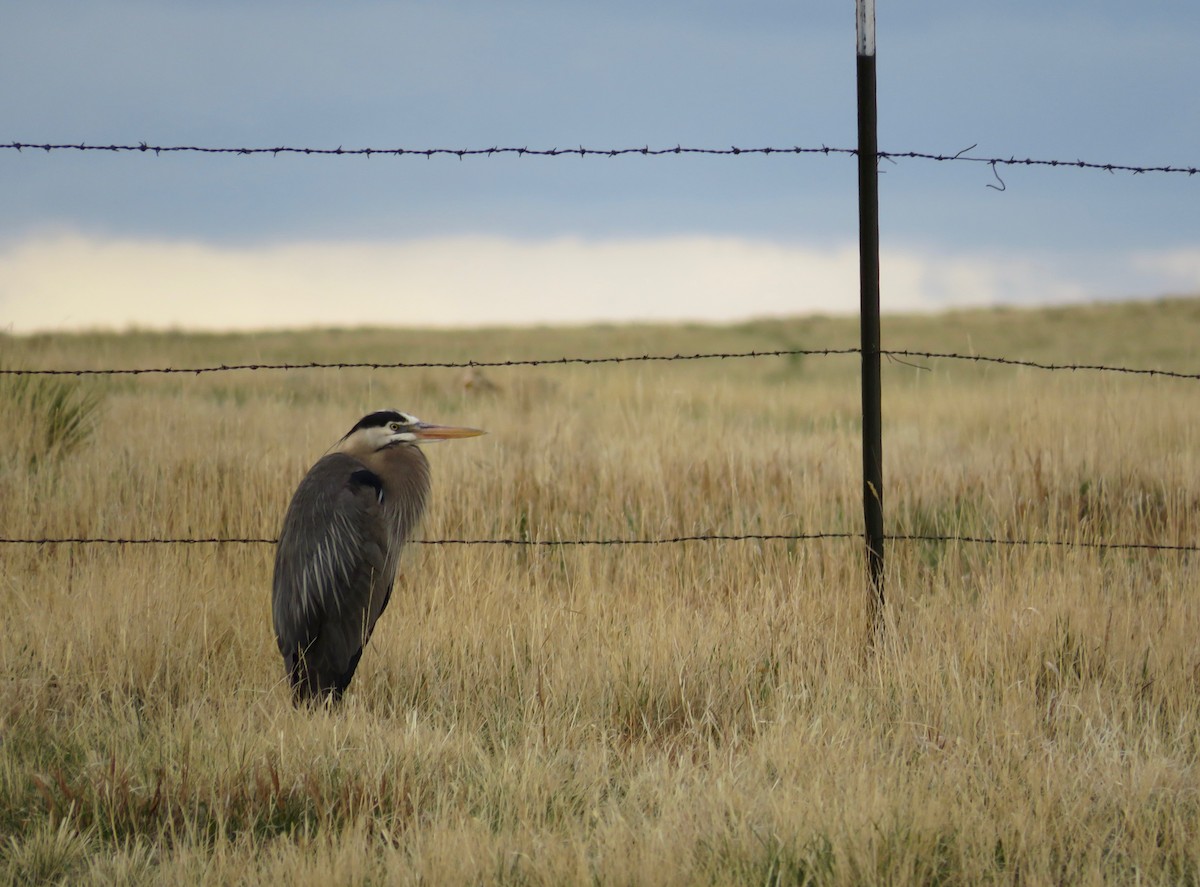 Garza Azulada - ML568036091