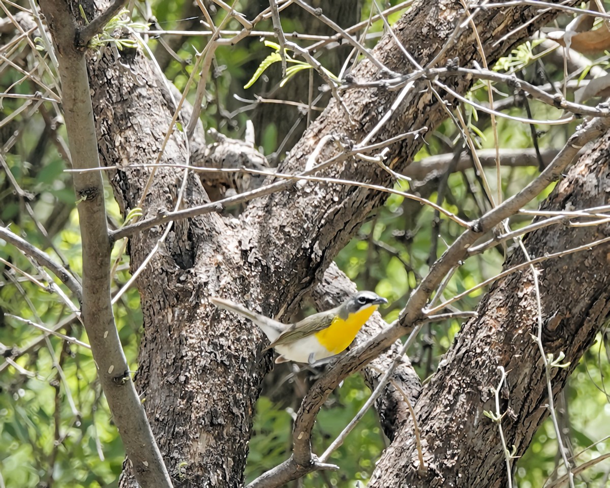 Yellow-breasted Chat - ML568036841