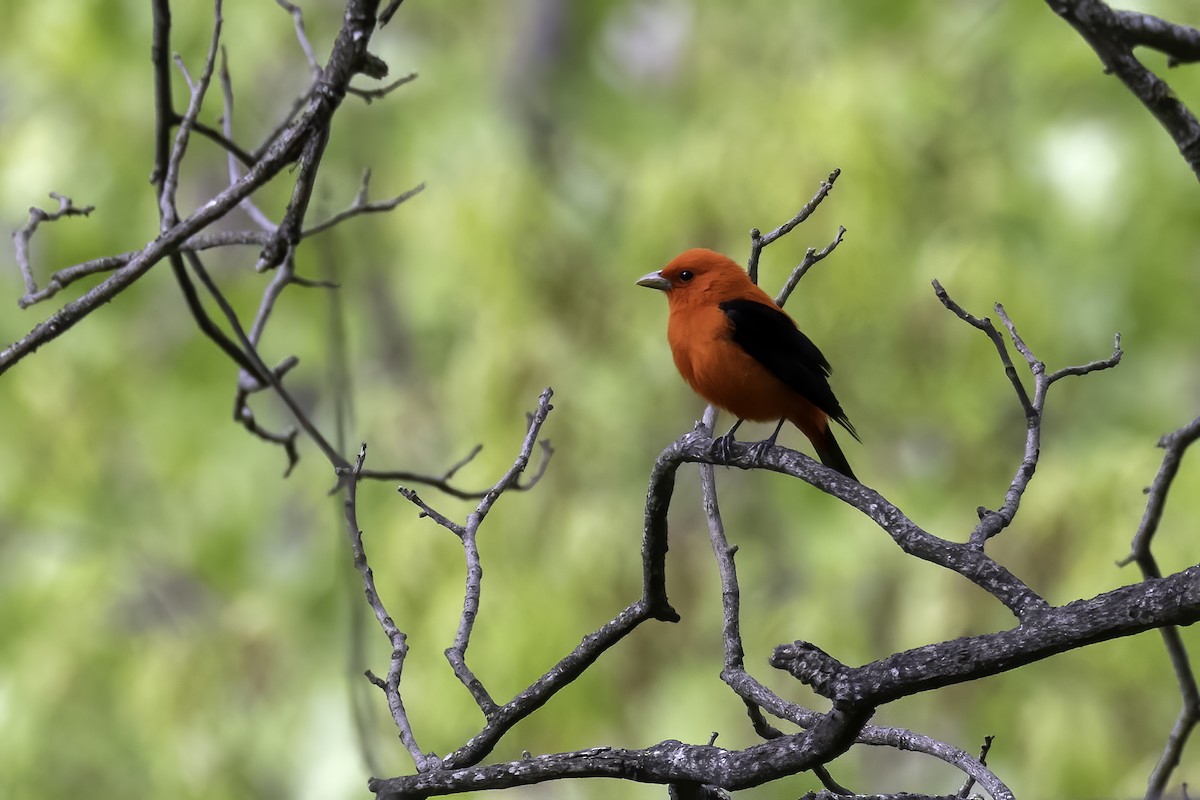 Scarlet Tanager - ML568037151