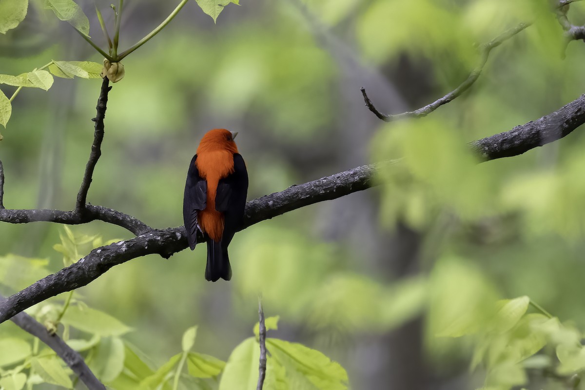 Scarlet Tanager - ML568037251