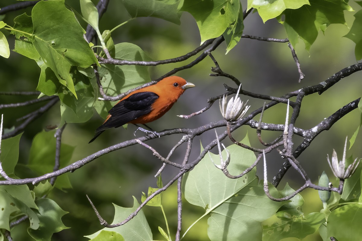 Scarlet Tanager - ML568037261
