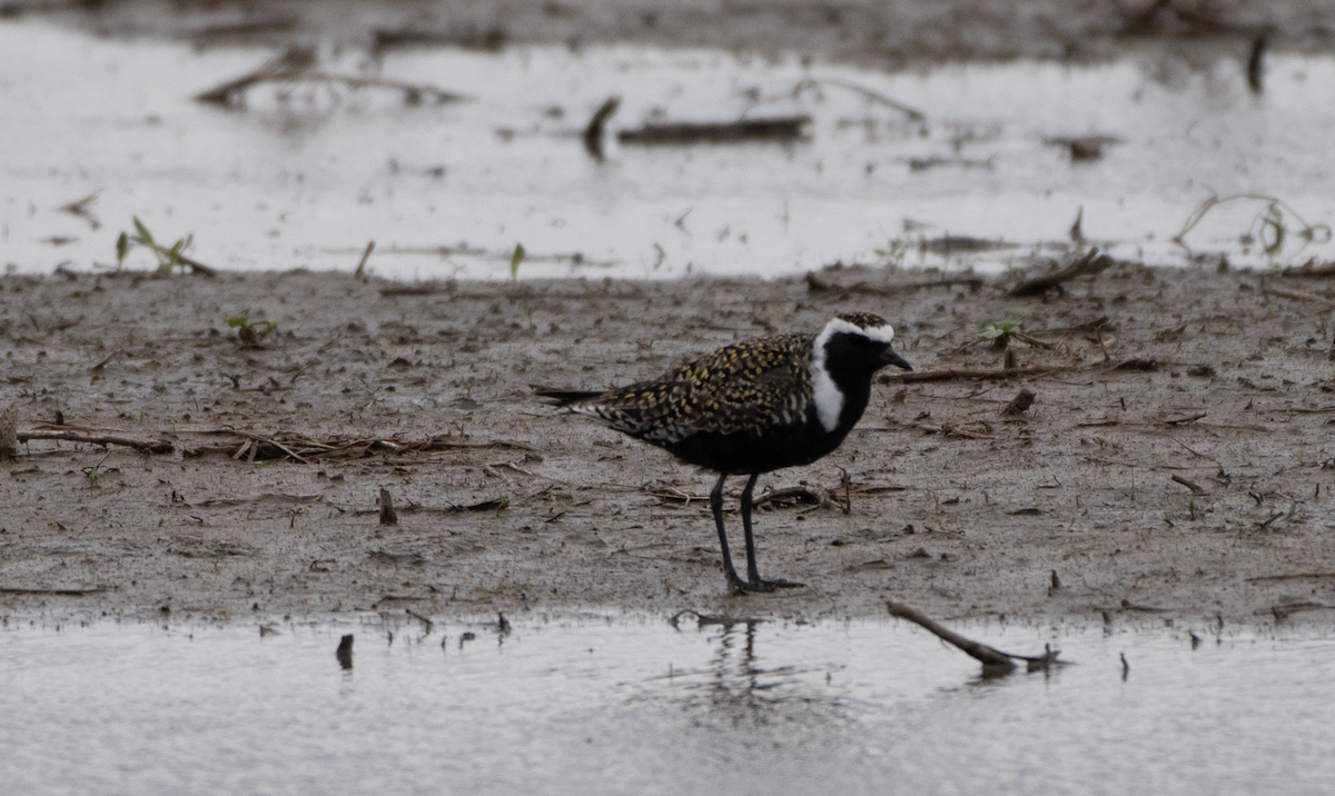 American Golden-Plover - Jeff  Bahls