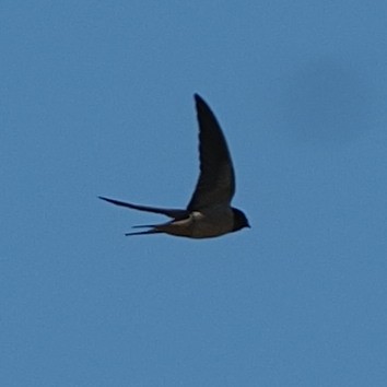 Barn Swallow - ML568037681