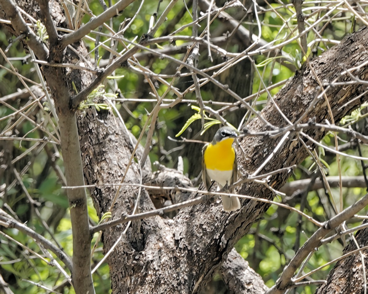 Yellow-breasted Chat - ML568038051