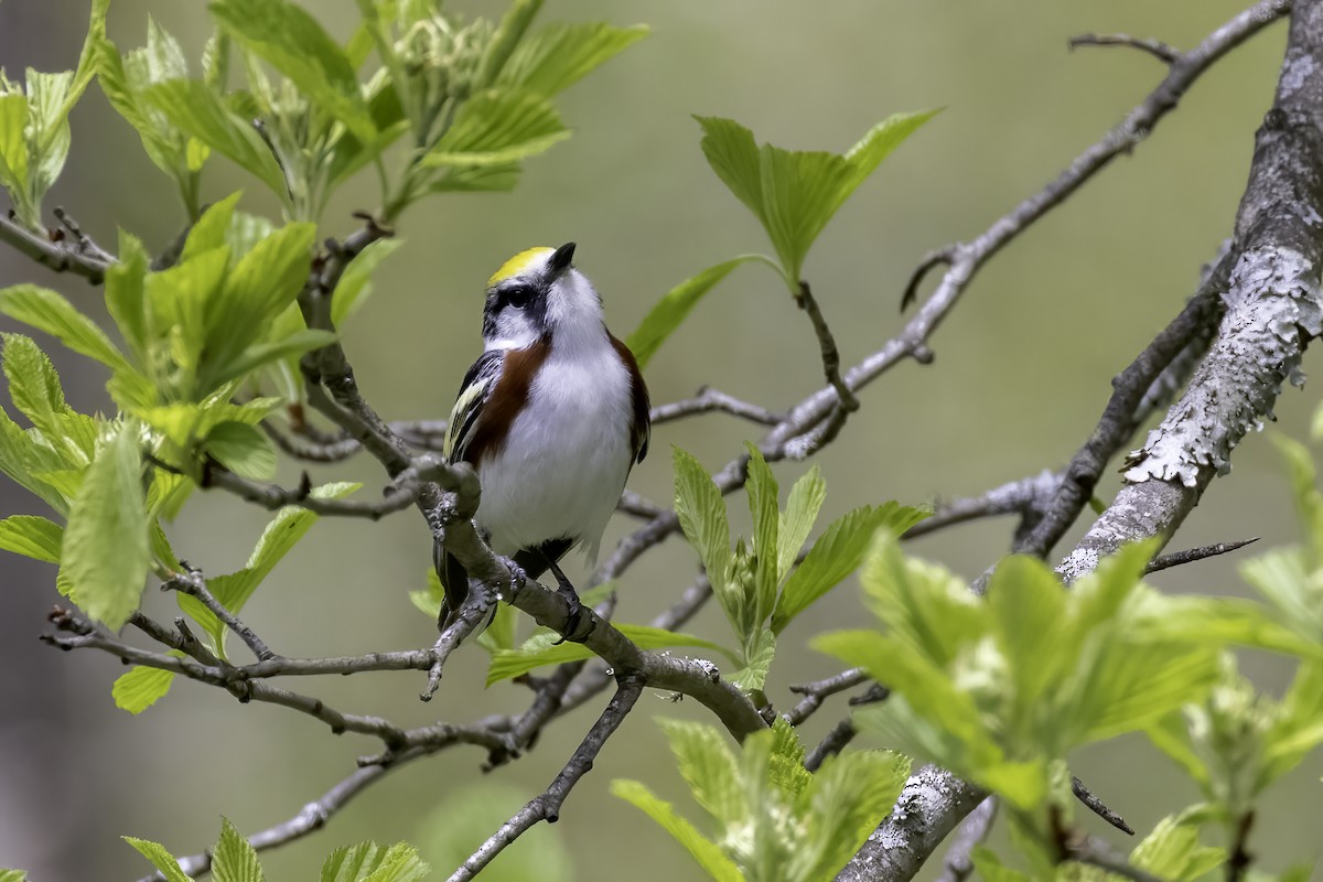 Chestnut-sided Warbler - ML568038091