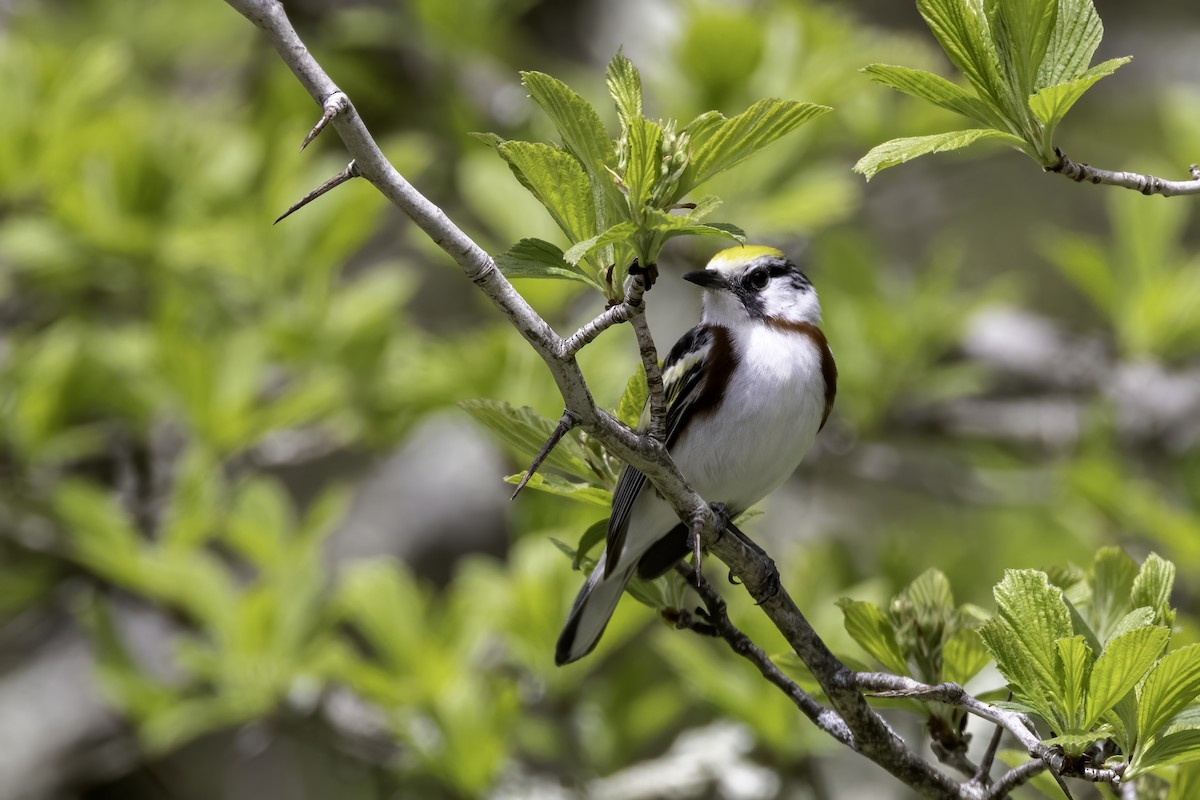 Chestnut-sided Warbler - ML568038101