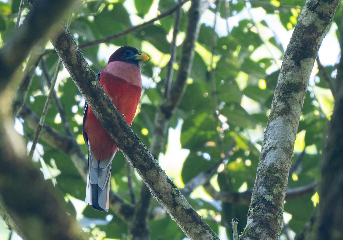 Philippine Trogon - ML568038171