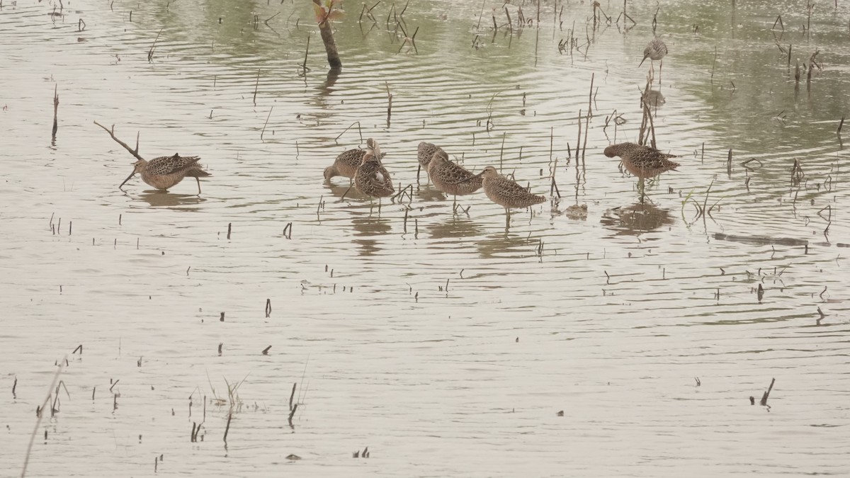 Short-billed/Long-billed Dowitcher - ML568039181