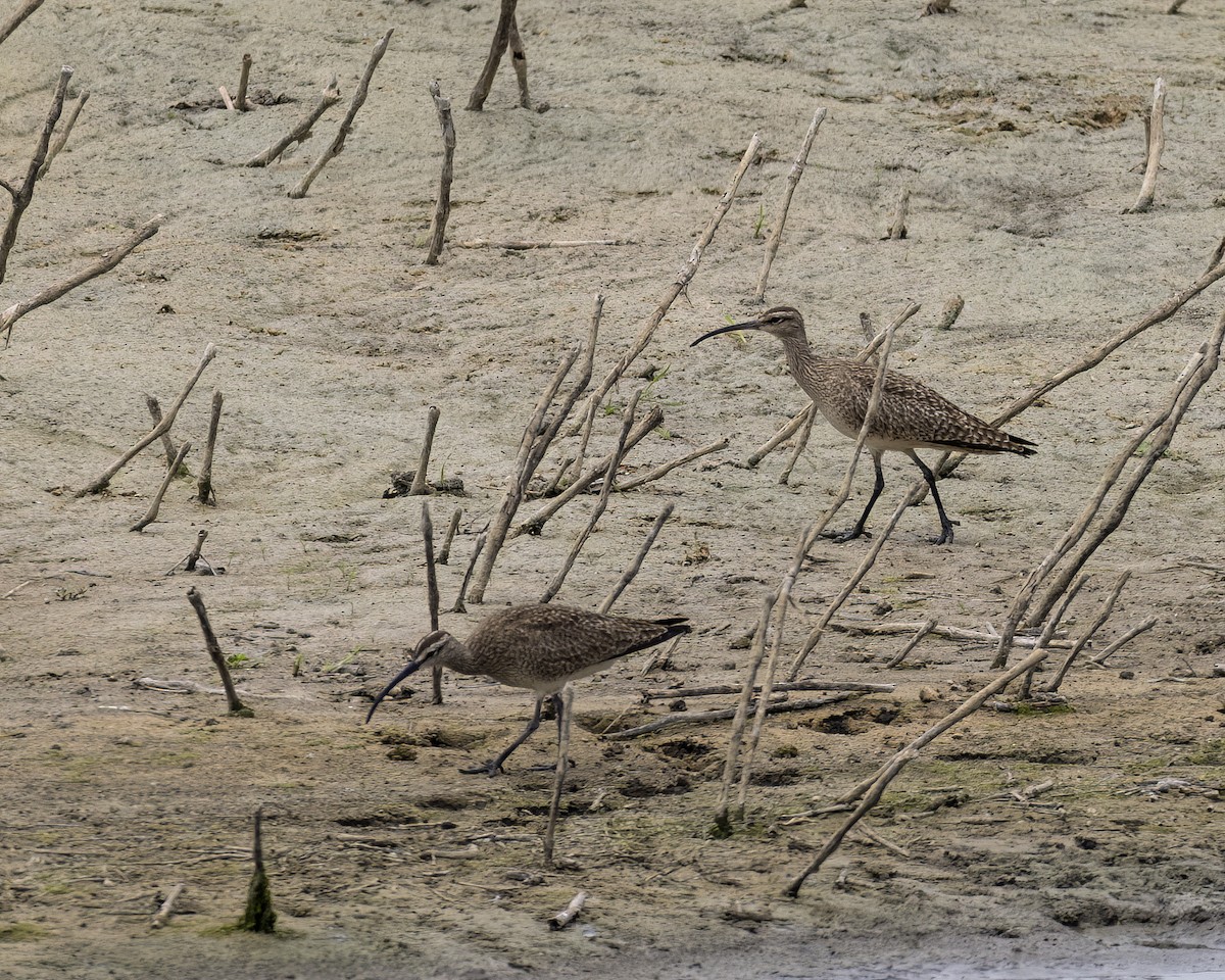 Whimbrel - Anonymous