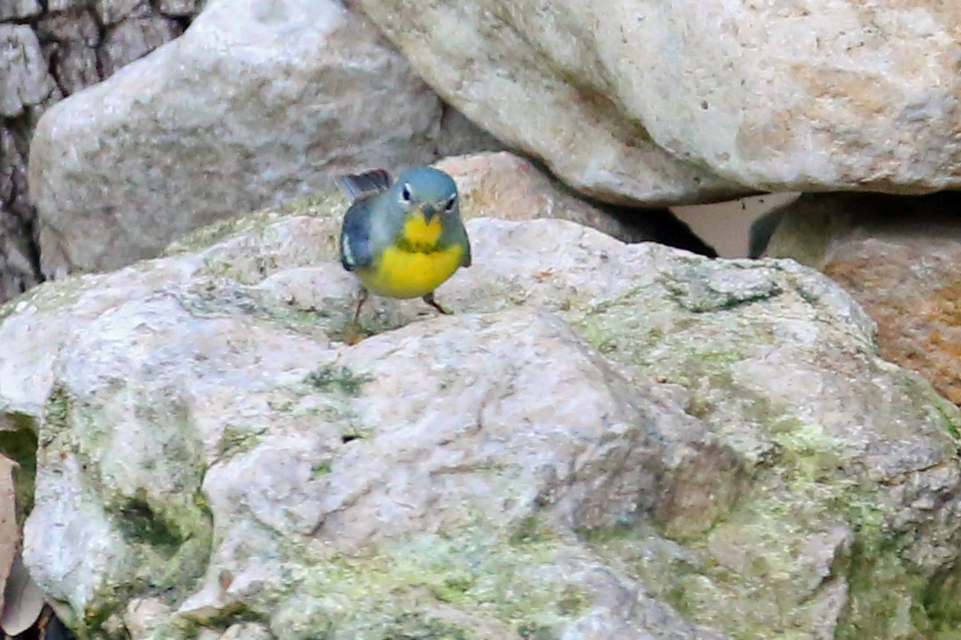 Northern Parula - ML568039251