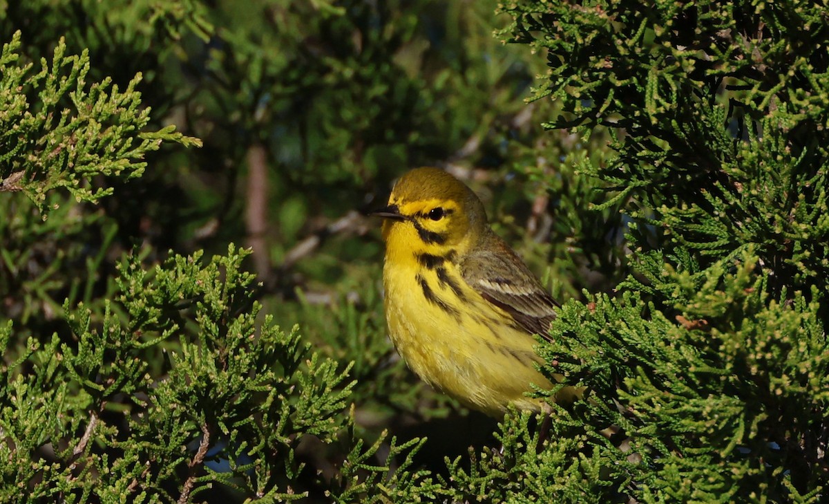 Prairie Warbler - Jeff Holmes