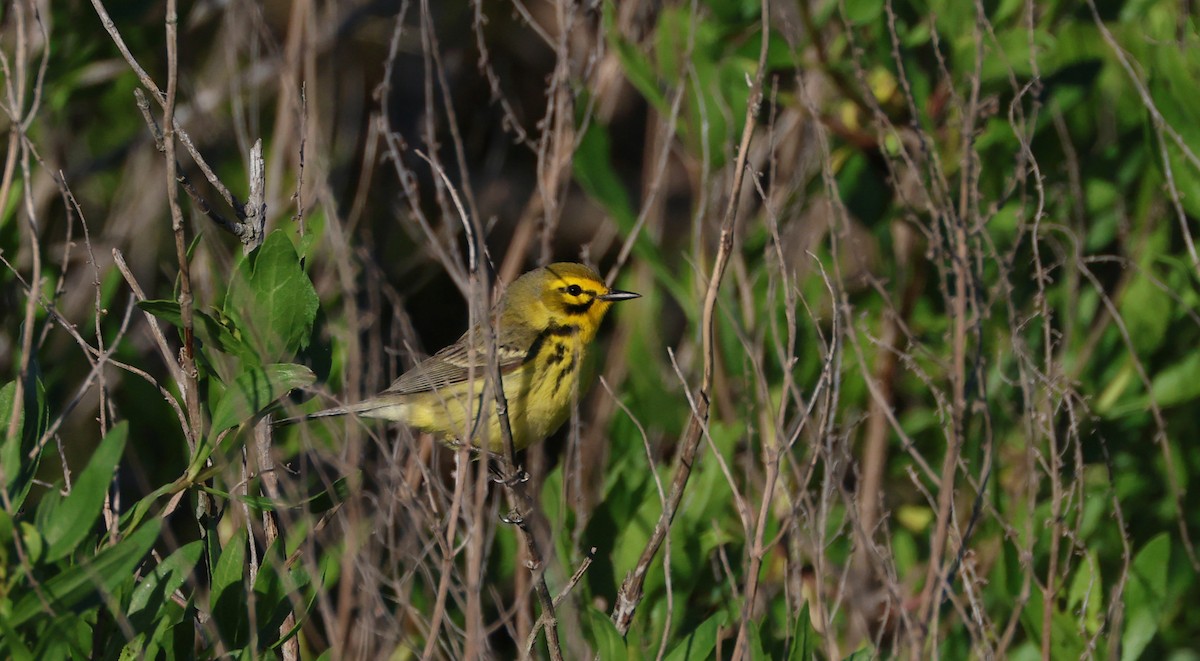 Prairie Warbler - ML568039431