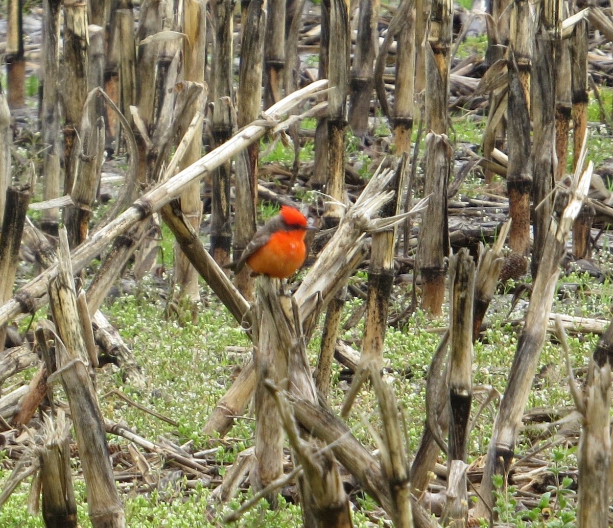 Vermilion Flycatcher - ML568039801