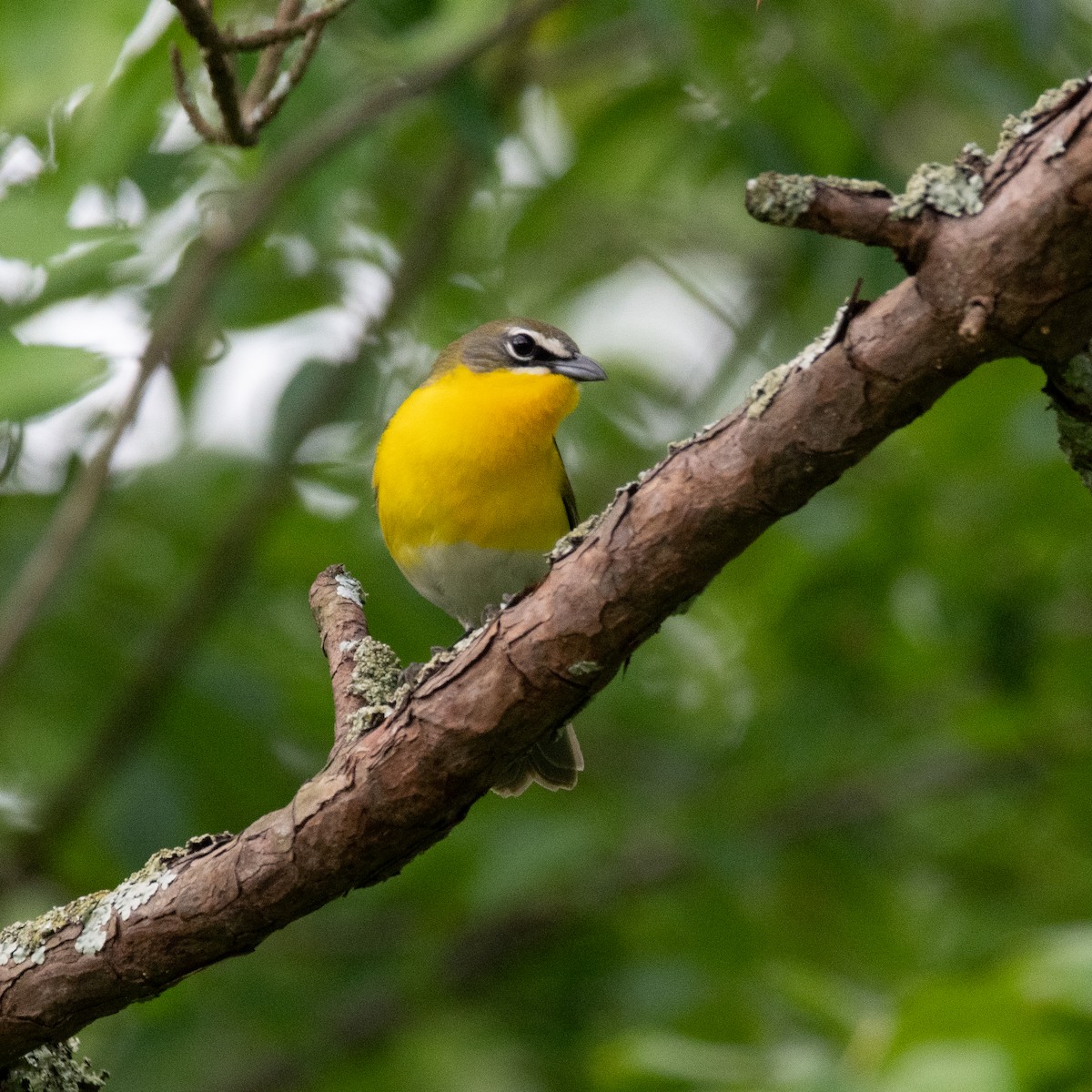 Yellow-breasted Chat - ML568039901