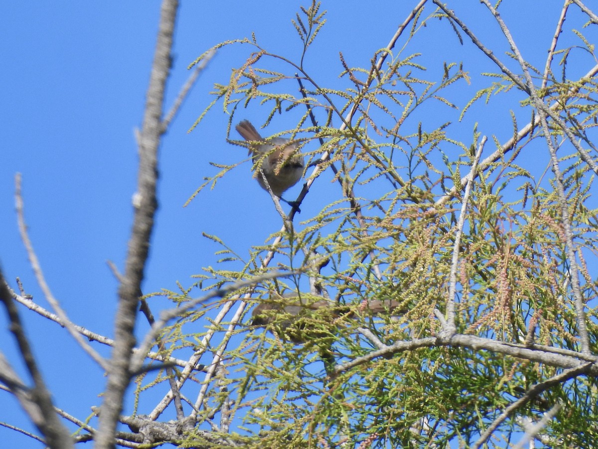 Bushtit - ML568040001