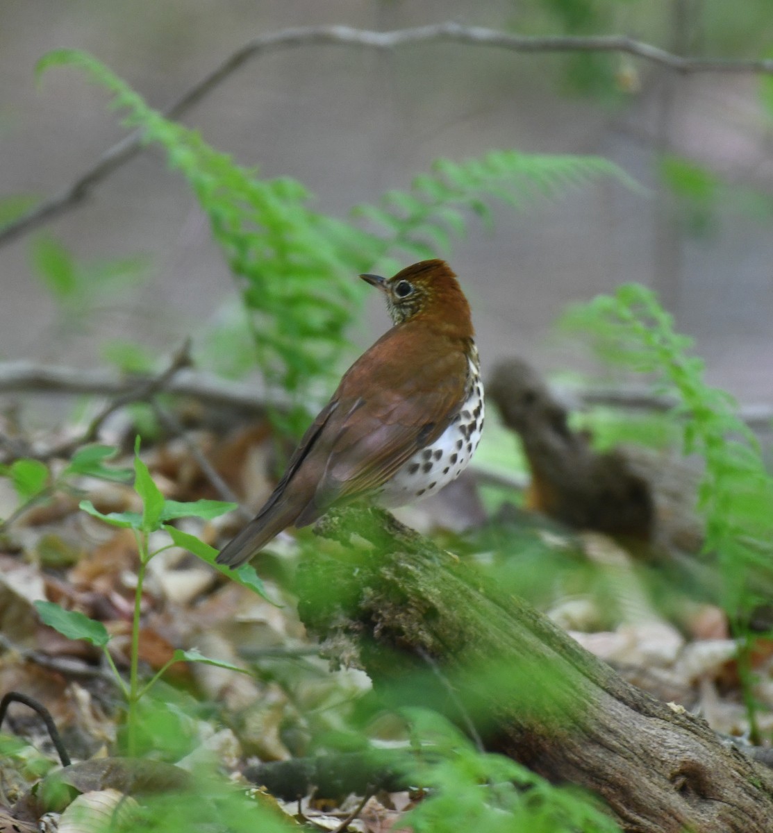 Wood Thrush - Carolyn Holland