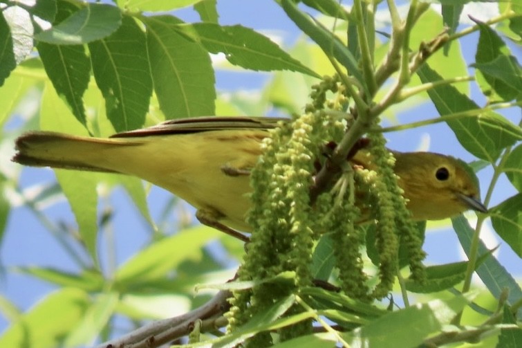 Yellow Warbler (Northern) - ML568040751
