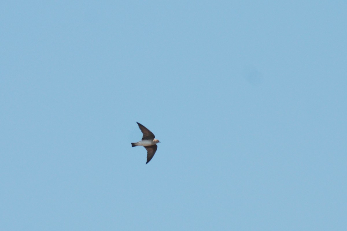 Cave Swallow - ML568040951
