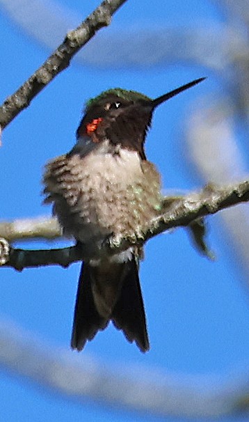 Ruby-throated Hummingbird - ML568041901