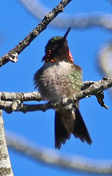 Ruby-throated Hummingbird - ML568041911