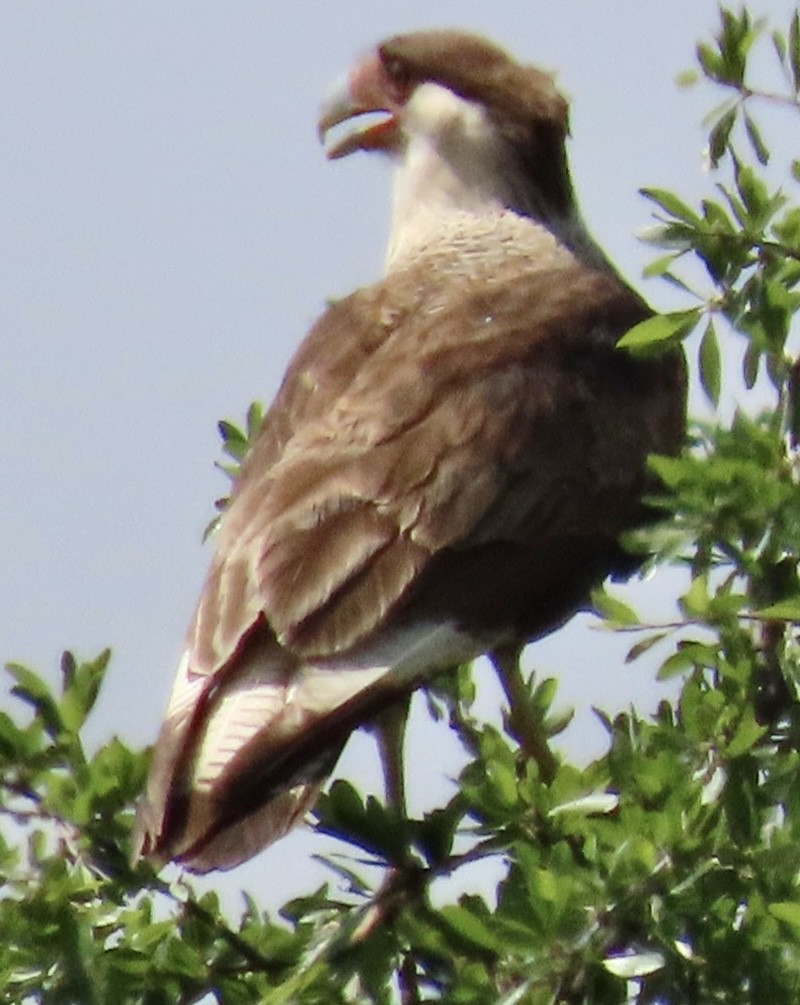 Crested Caracara (Northern) - ML568042001