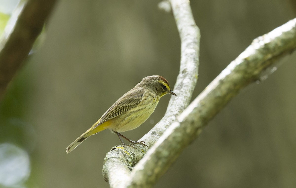 Palm Warbler - ML568042421
