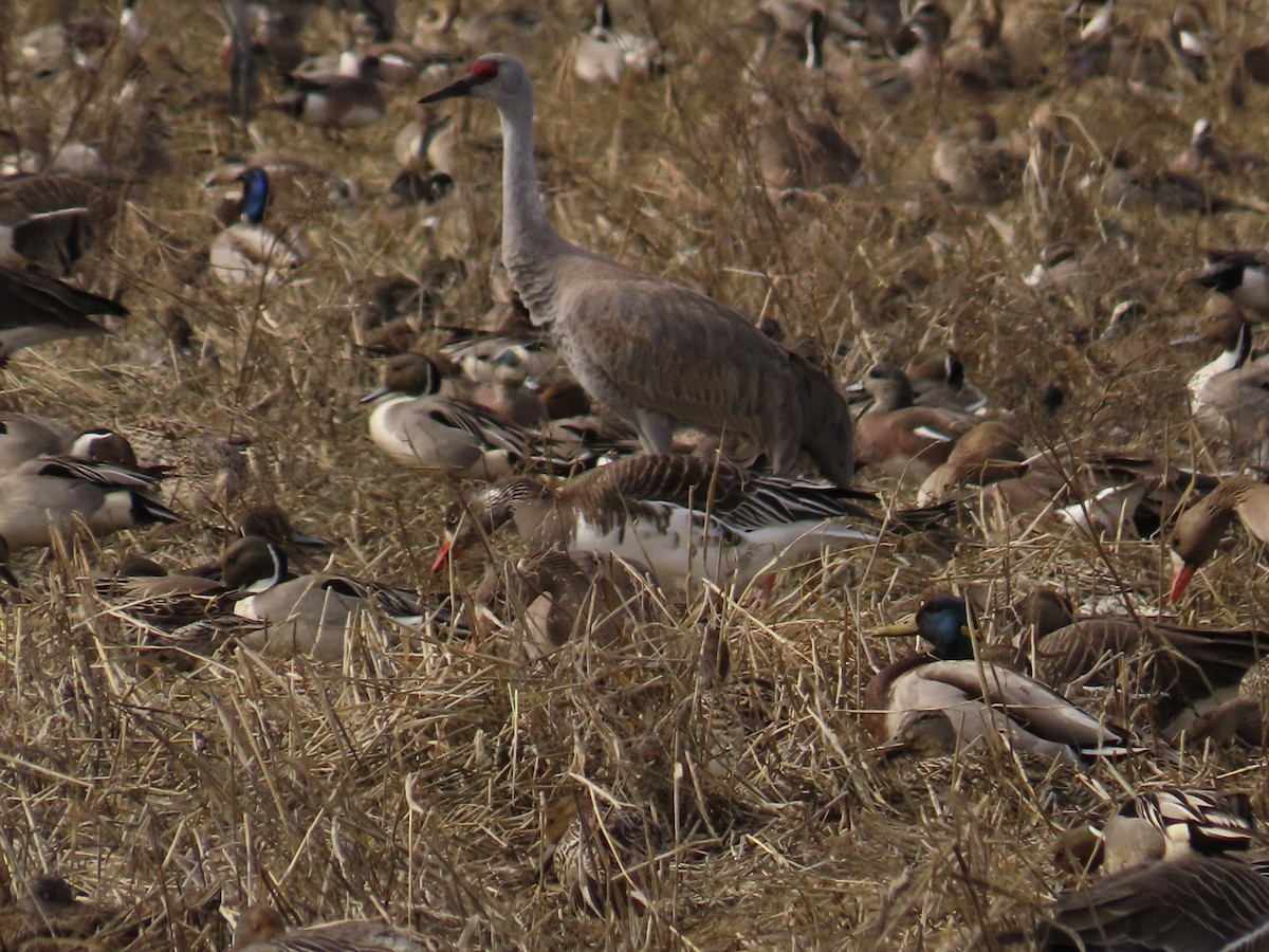 Snow x Greater White-fronted Goose (hybrid) - ML568042541