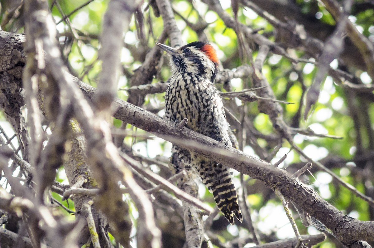 Striped Woodpecker - Ximena Carramiñana Collado