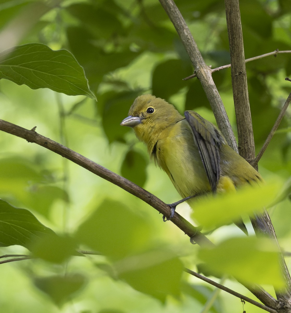 Summer Tanager - ML568042601