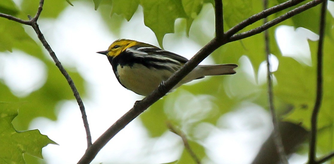 Black-throated Green Warbler - ML56804281