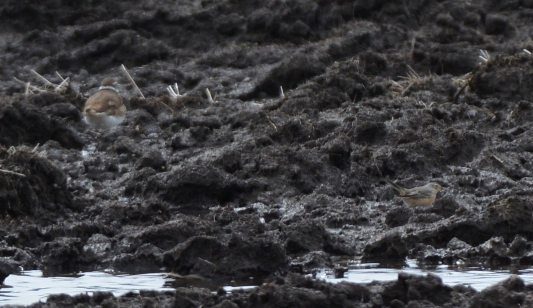 American Pipit - ML56804311