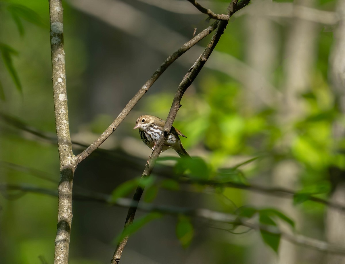 Ovenbird - ML568043921
