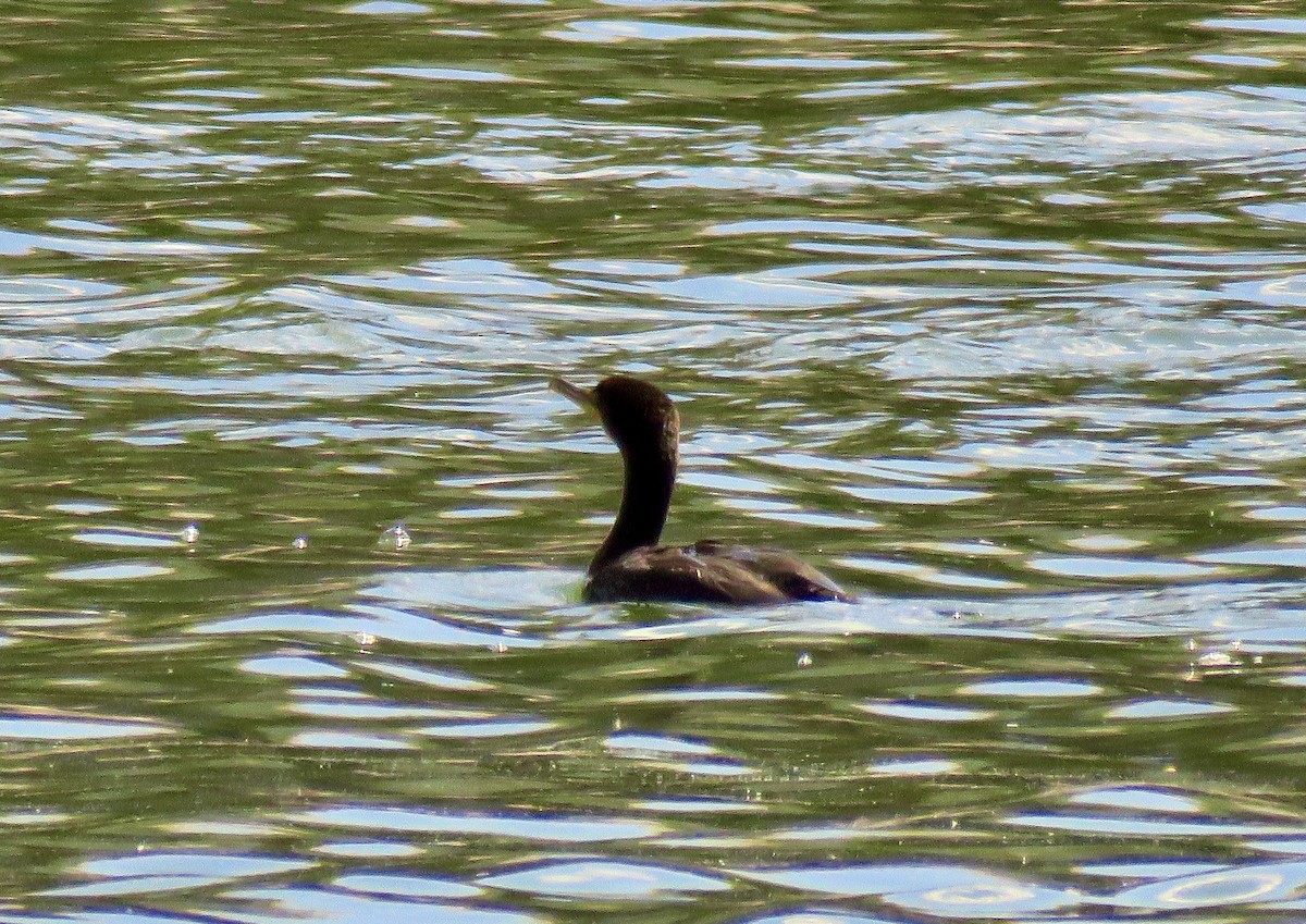 Double-crested Cormorant - ML568043951