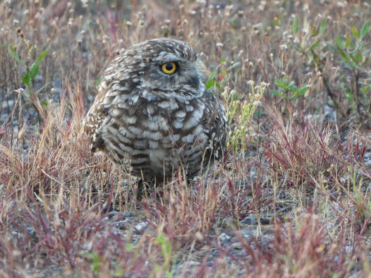 Burrowing Owl - ML568043981