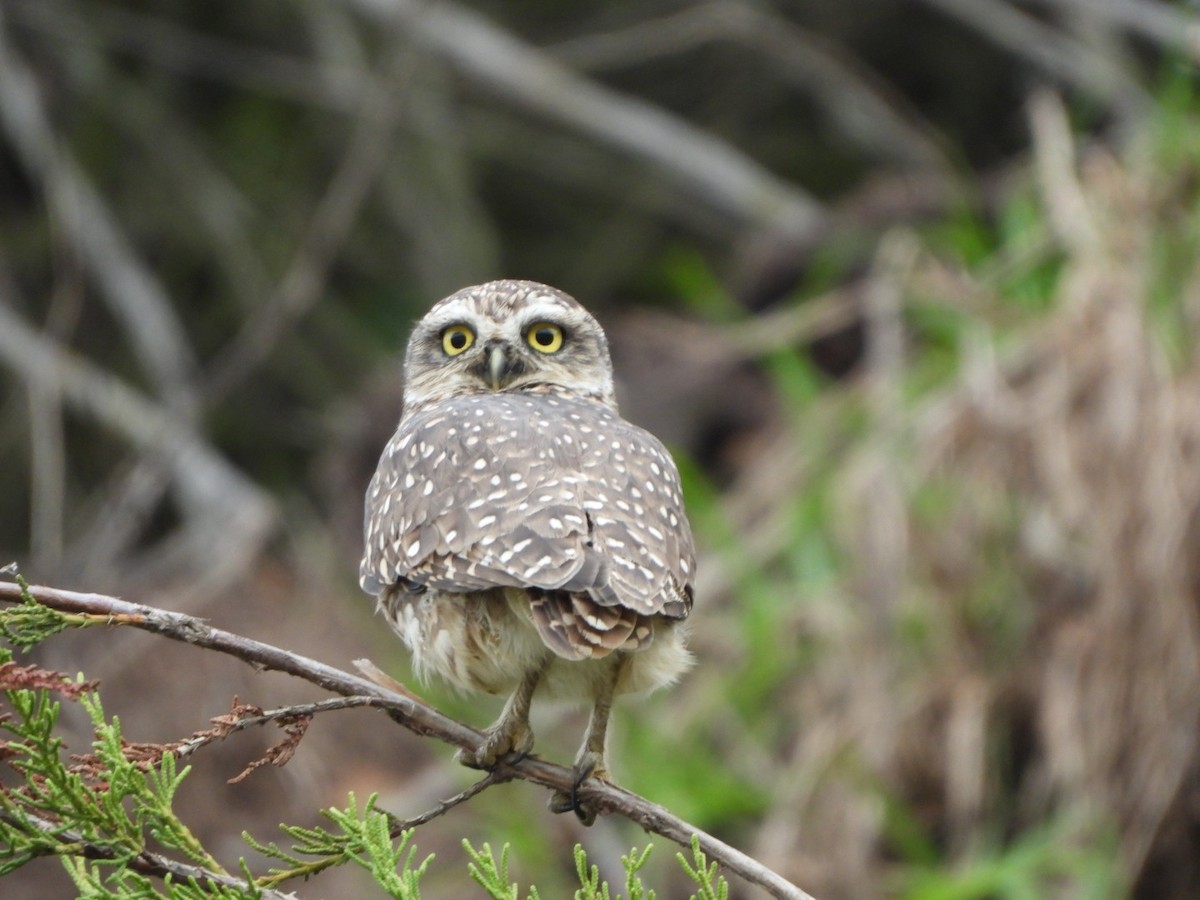 Burrowing Owl - ML568044011