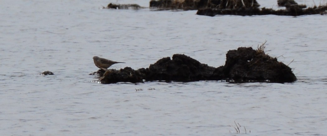 American Pipit - Monica Siebert